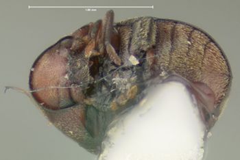 Media type: image;   Entomology 32079 Aspect: habitus ventral view